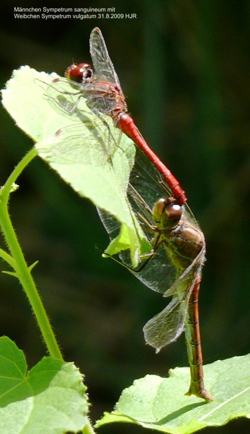 male Sympetrum sanguineum with female Sympetrum vulgatum