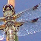 libellula quadrimaculata