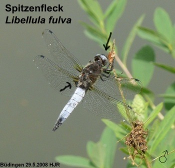 Libellula fulva Spitzenfleck male