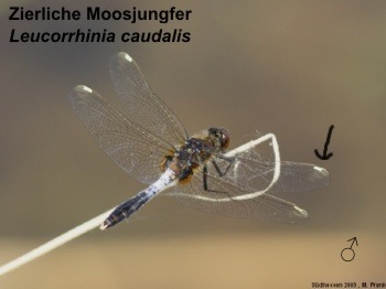 Leucorrhinia caudalis Zierliche Moosjungfer male