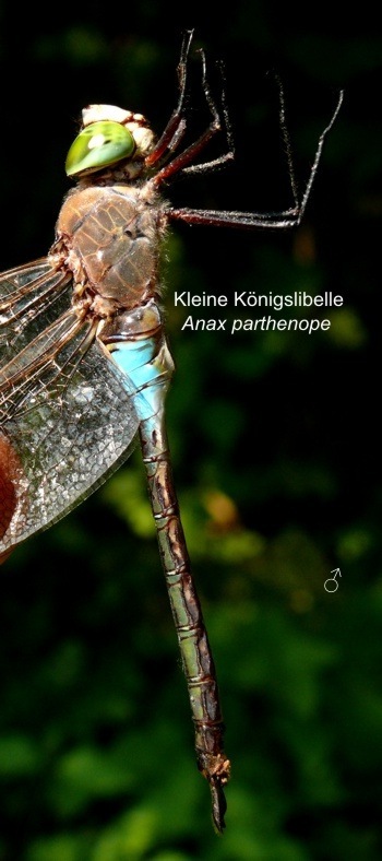 Anax parthenope Kleine Knigslibelle male