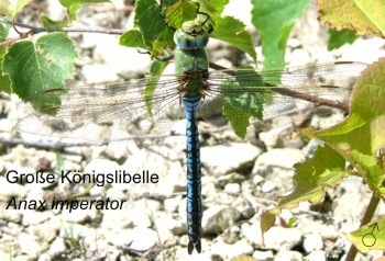 Anax imperator Groe Knigslibelle