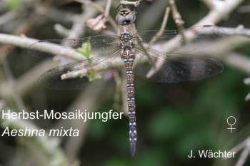 Aeshna mixta Herbst-Mosaikjungfer young female