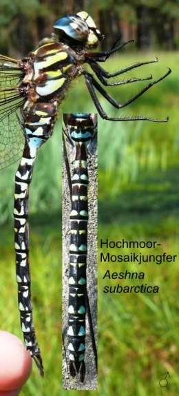 Aeshna subarctica Hochmoor-Mosaikjungfer male, length 70-76 mm