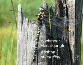 Aeshna subarctica Hochmoor-Mosaikjungfer male