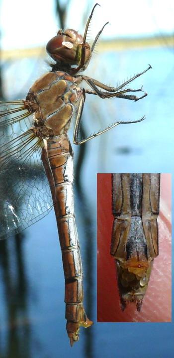 Sympetrum vulgatum Gemeine Heidelibelle female