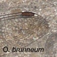 Orthetrum brunneum