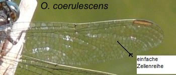 Orthetrum coerulescens Kleiner Blaupfeil male