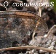 Orthetrum coerulescens