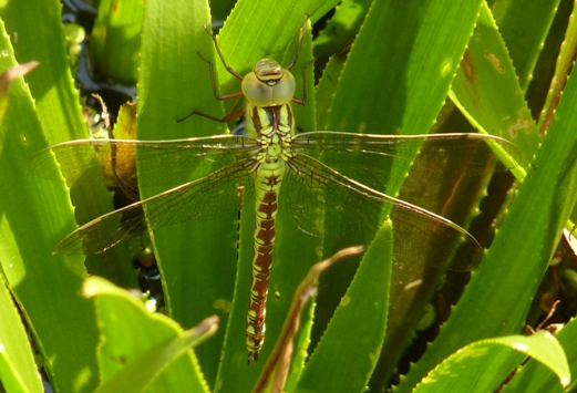 Aeshna viridis female