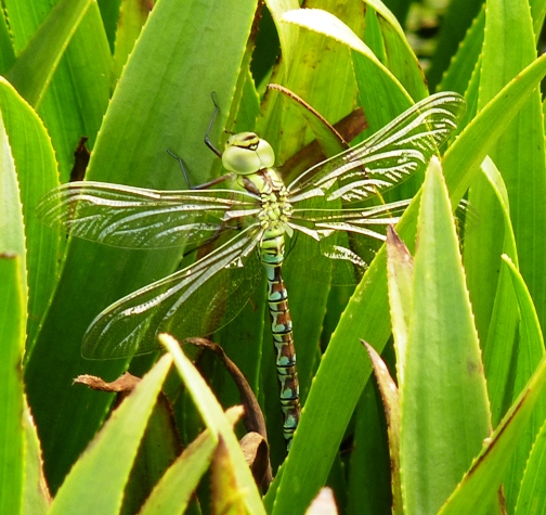 Aeshna viridis male