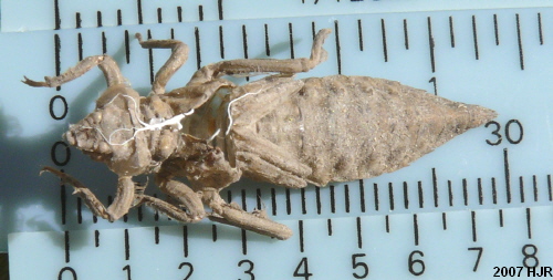 gomphus pulchellus