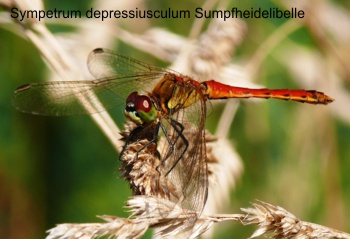 Sympetrum depressiusculum