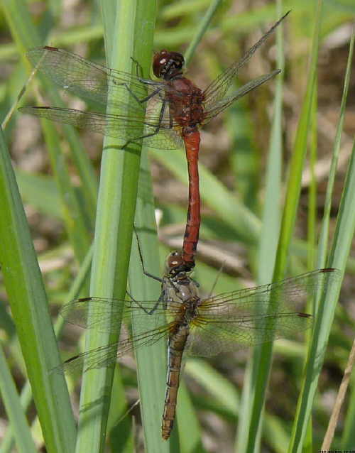 male with brown female