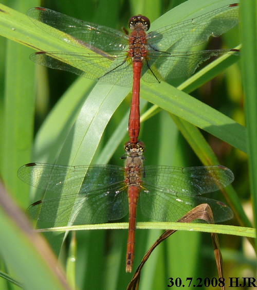 male with red female