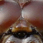 Große Heidelibelle (Sympetrum striolatum)