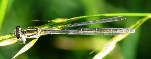 Coenagrion puella female