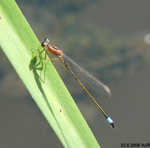 young male