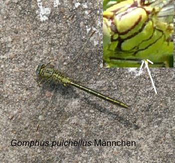 Westliche Keiljungfer Gomphus pulchellus male