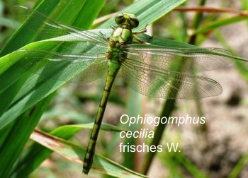 Ophiogomphus cecilia Grne Keiljungfer fresh female