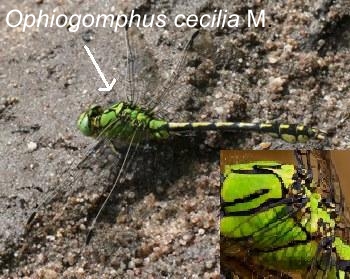  Ophiogomphus cecilia Grne Keiljungfer male