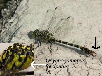 Onychogomphus forcipatus Kleine Zangenlibelle male